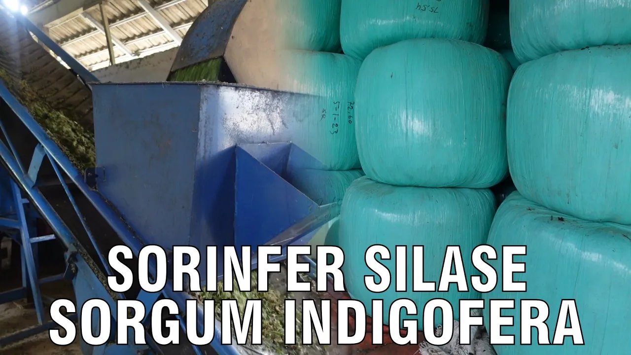 
                                 Silase-Hijauan-Sorgum-Indigofera-Solusi-Pakan-Ternak-Nutrisi-Tinggi